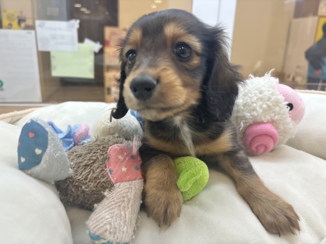 ミニチュアダックス