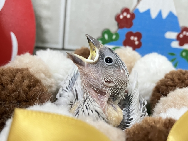 ✨最新画像✨白銀のツバサで🪽🩶ヨーソロー❕⚓️シルバー文鳥(2025年12月生まれ) シルバー文鳥