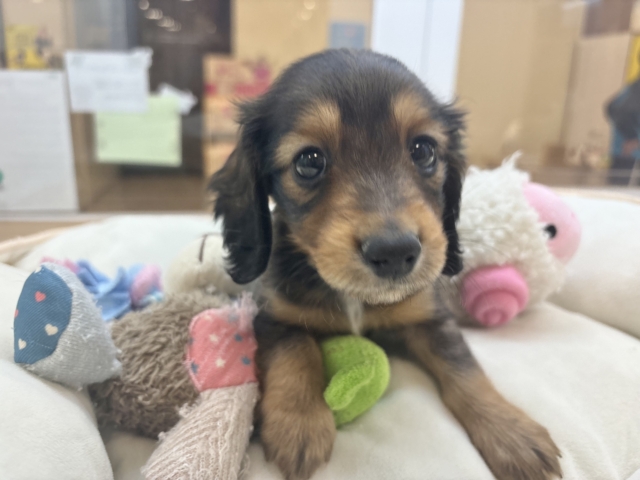 ミニチュアダックス