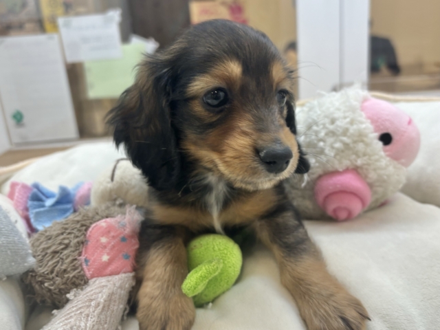 ミニチュアダックス