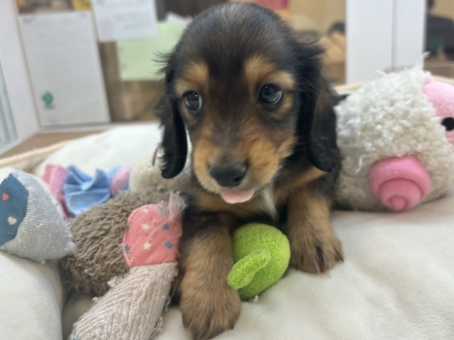 ミニチュアダックス