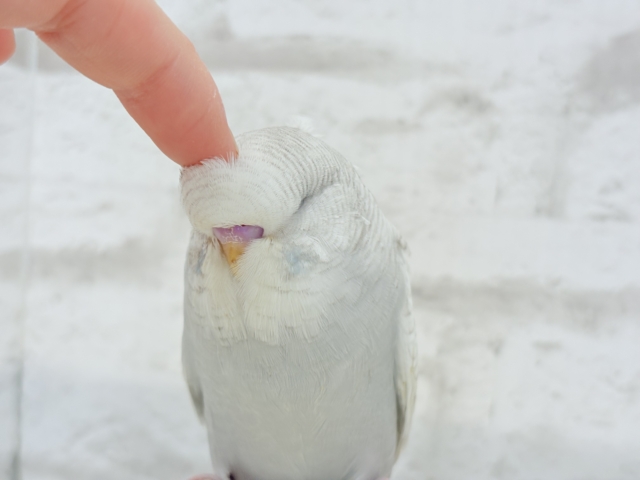 ジャンボセキセイインコ