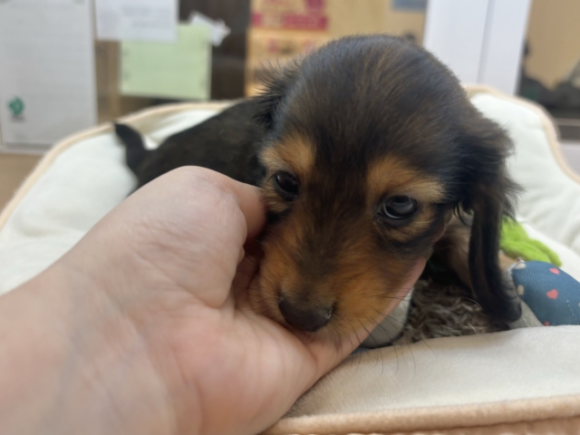 ミニチュアダックス