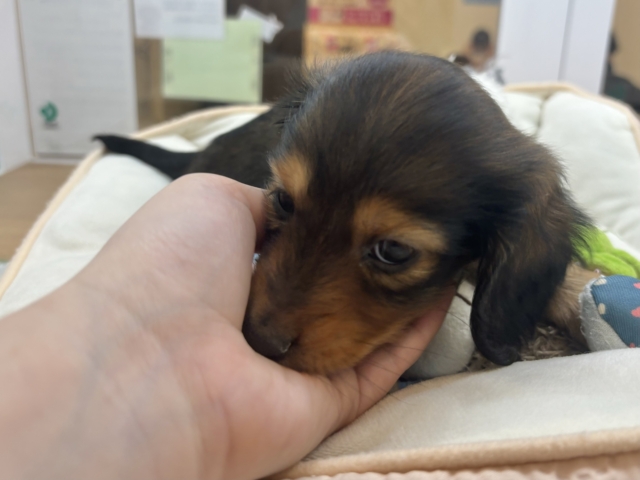 ミニチュアダックス