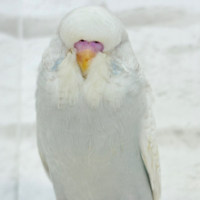 もっふり大臣🐥☁️ジャンボセキセイインコ(スパングル) ヒナ