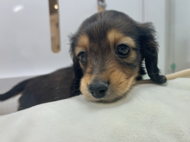 ミニチュアダックス