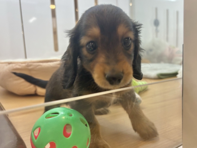 ミニチュアダックス