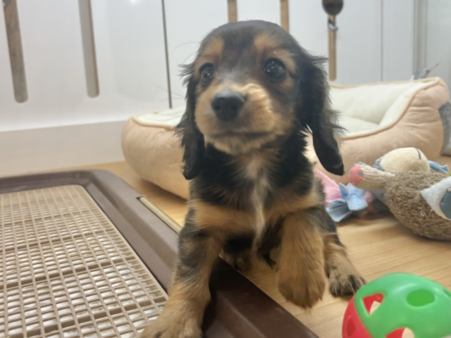 ミニチュアダックス