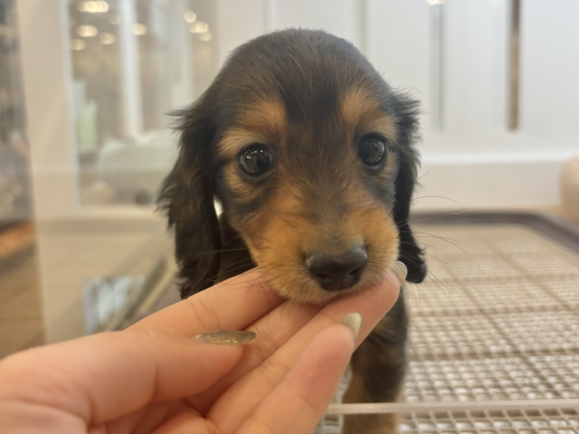 ミニチュアダックス