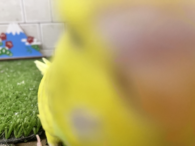 ジャンボセキセイインコ