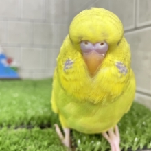 糖度高め🌟∗*ﾟもふもふハチ密❕🍯🎀ジャンボセキセイインコ(スパングル/2025年12月生まれ)