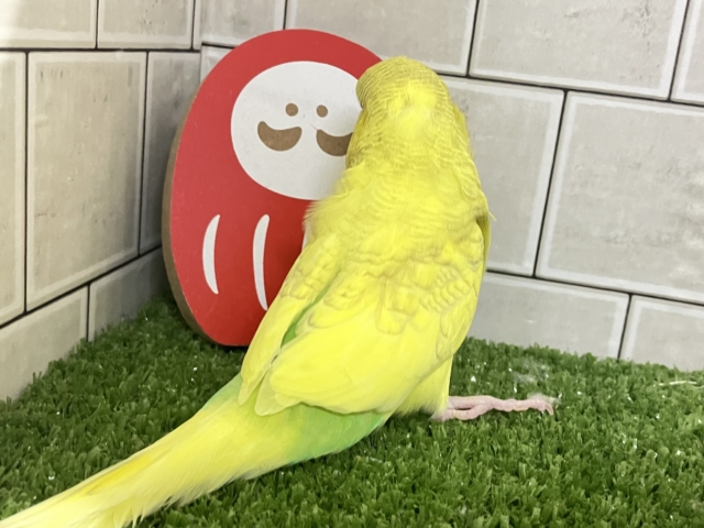 ジャンボセキセイインコ