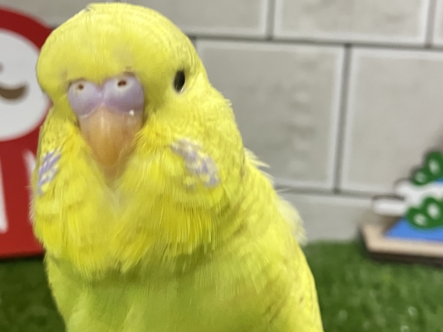 ジャンボセキセイインコ