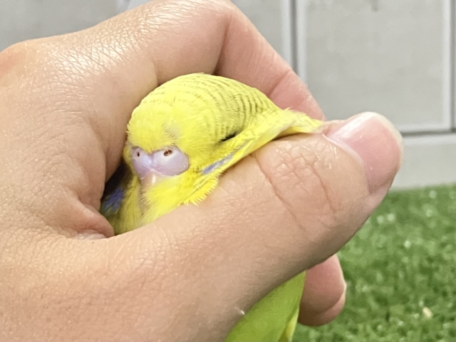 ジャンボセキセイインコ