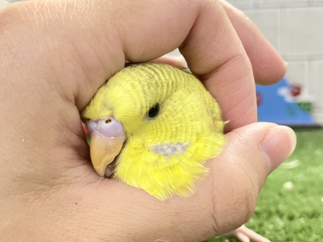 ジャンボセキセイインコ