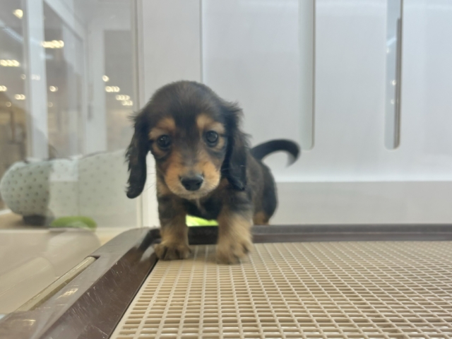 ミニチュアダックス