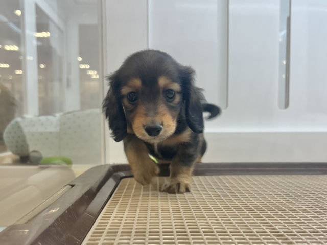 ミニチュアダックス