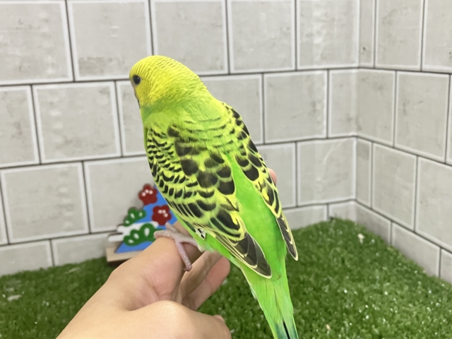 セキセイインコ