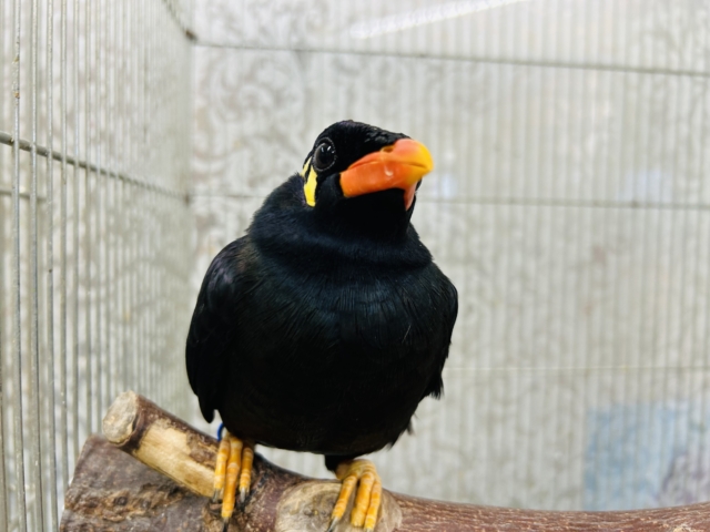 九官鳥（キュウカンチョウ）