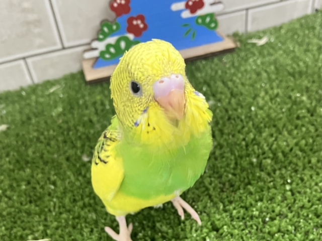 ✨最新画像✨ヒカリが導く🗝✧*。ピカピカ果実🍋💚🍏セキセイインコ(イエローパイド/2025年12月生まれ) セキセイインコ