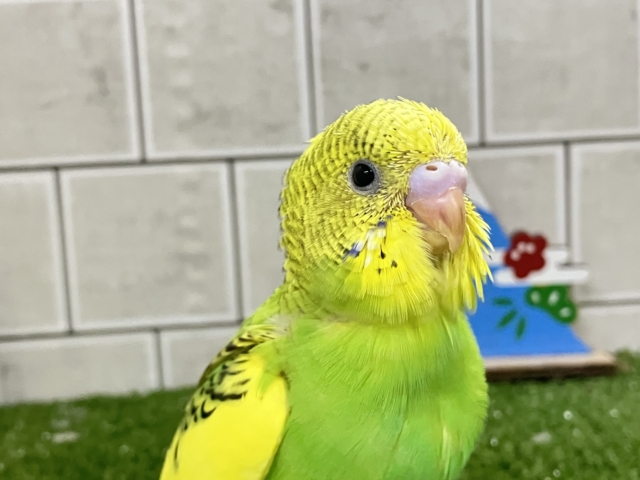 ✨最新画像✨ヒカリが導く🗝✧*。ピカピカ果実🍋💚🍏セキセイインコ(イエローパイド/2025年12月生まれ) セキセイインコ