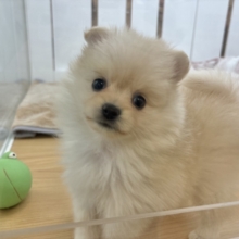 叫びたくなる可愛さっ♡ポメラニアンちゃん！