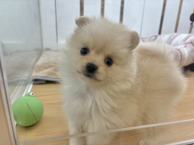 叫びたくなる可愛さっ♡ポメラニアンちゃん！
