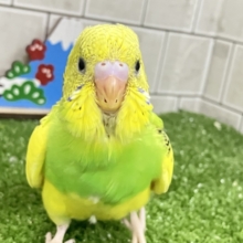 ✨最新画像✨ヒカリが導く🗝✧*｡ピカピカ果実🍋💚🍏セキセイインコ(イエローパイド/2025年12月生まれ)