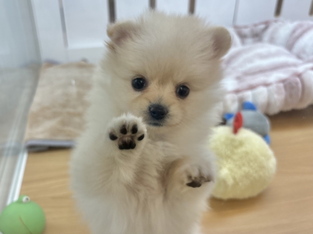ポメラニアン