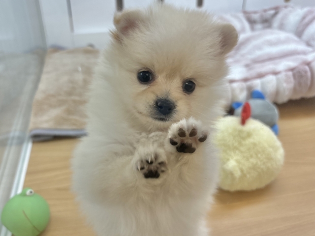 ポメラニアン