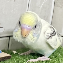 ✨最新画像✨コトコトこっとん💭🧡シチュ〜nano🍲🌼*･セキセイインコ(クリームハルクイン2025年12月生まれ)