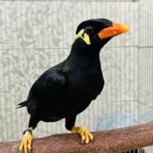 久々に九官鳥がやってきましたよ～⚡⚡⚡⚡