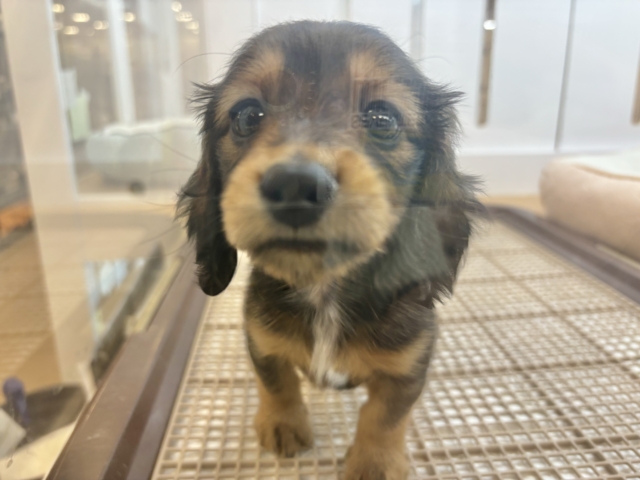 ミニチュアダックス