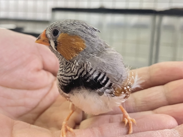 錦花鳥（キンカチョウ）