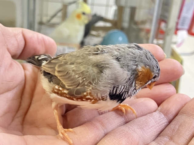 錦花鳥（キンカチョウ）