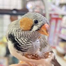 ✨最新画像✨⸜(●˙꒳˙●)⸝ﾎﾟｶﾎﾟｶﾉｺﾉｺ☀️しいたけの子🍄‍🟫♬.*ﾟ錦花鳥(ノーマル/2025年11月生まれ)