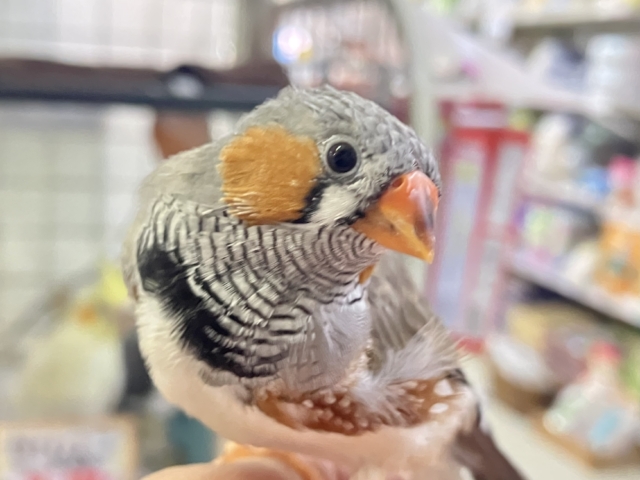 ✨最新画像✨⸜(●˙꒳˙●)⸝ﾎﾟｶﾎﾟｶﾉｺﾉｺ☀️しいたけの子🍄‍🟫♬.*ﾟ錦花鳥(ノーマル/2025年11月生まれ)