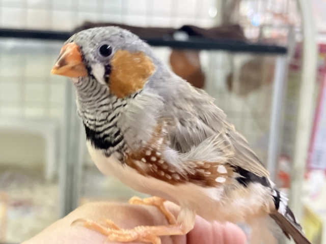 錦花鳥（キンカチョウ）