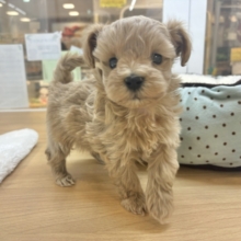 モデルは任せて！？マルプーちゃん！