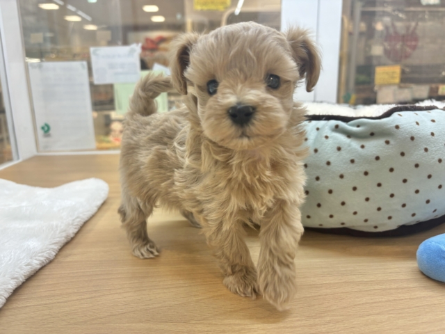 モデルは任せて！？マルプーちゃん！