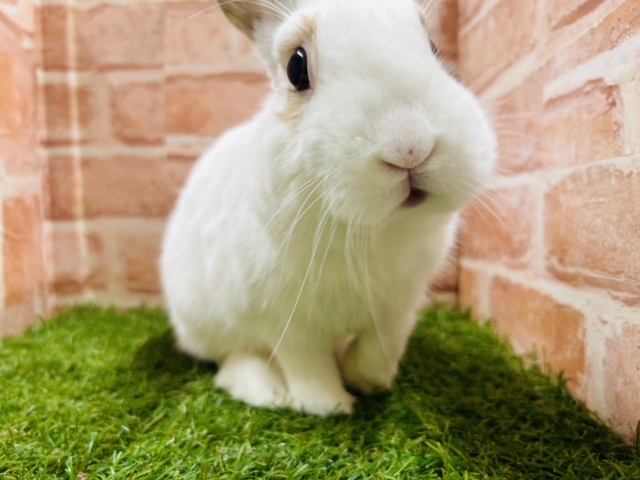 ネザーランドドワーフ