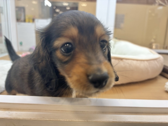 ミニチュアダックス