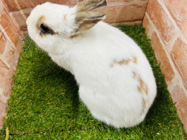 ネザーランドドワーフ