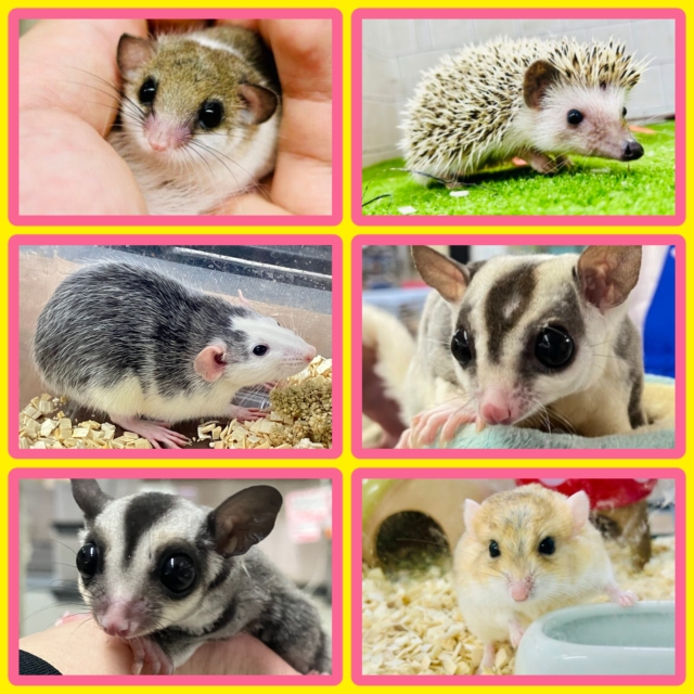 新年一発目❕🐁柏店【珍獣フェア】開催🦔
