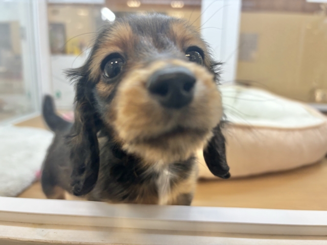 ミニチュアダックス