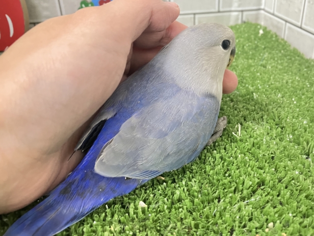 ✨最新画像✨年中無休?!😳⋆꙳おちりdeプラネタリウム✨🌟🌌コザクラインコ(バイオレット/2025年12月生まれ) コザクラインコ(小桜インコ)