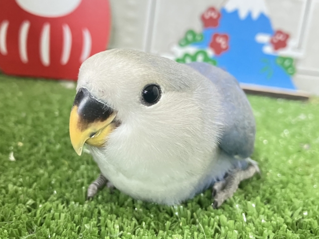 ✨最新画像✨年中無休?!😳⋆꙳おちりdeプラネタリウム✨🌟🌌コザクラインコ(バイオレット/2025年12月生まれ) コザクラインコ(小桜インコ)