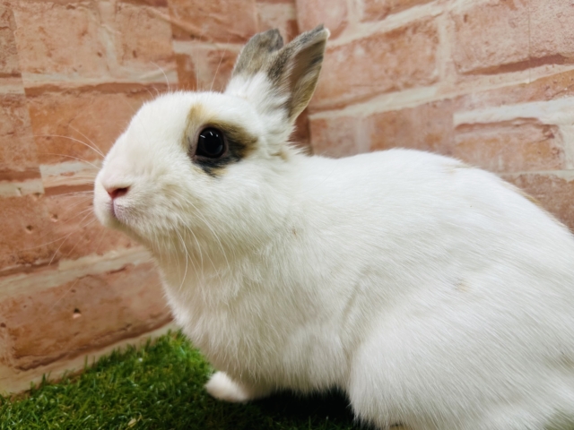 ネザーランドドワーフ