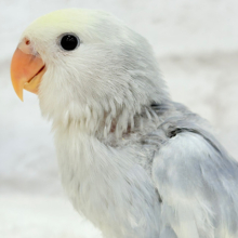 【最新画像更新🪄】美♡成長が楽しみ♬*°コザクラインコ(バイオレットオパーリンパイド) ヒナ