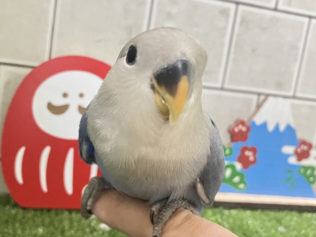 ✨最新画像✨年中無休?!😳⋆꙳おちりdeプラネタリウム✨🌟🌌コザクラインコ(バイオレット/2025年12月生まれ) コザクラインコ(小桜インコ)